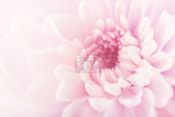 Pastel Flower Background