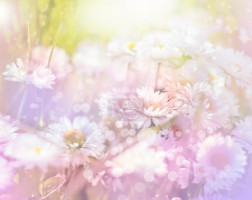 Daisy flowers background