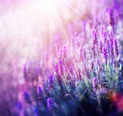 Lavender Flowers Field - Growing and Blooming Lavender