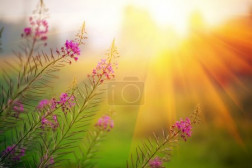 Landscape on sunset