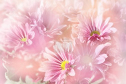 Floral background, pink flowers on blurred background