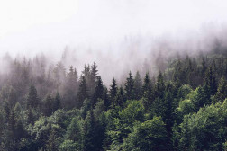 Foggy Pines