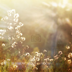 Flower-6