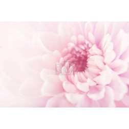 Pastel Flower Background