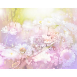 Daisy flowers background