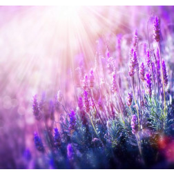 Lavender Flowers Field - Growing and Blooming Lavender