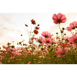 Cosmos flowers in sunset