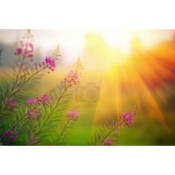 Landscape on sunset