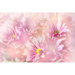 Floral background, pink flowers on blurred background
